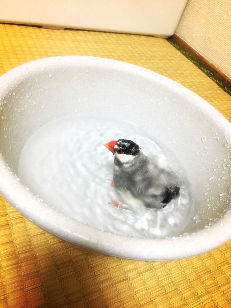 怪我から4日 犬と猫と鳥達と 怪我から4日 犬と猫と鳥達と
