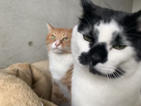 猫3