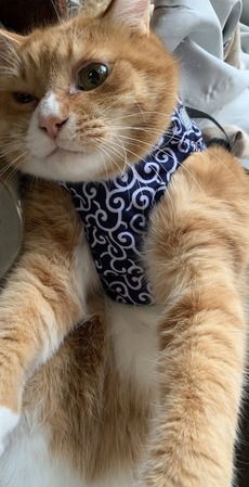 猫2