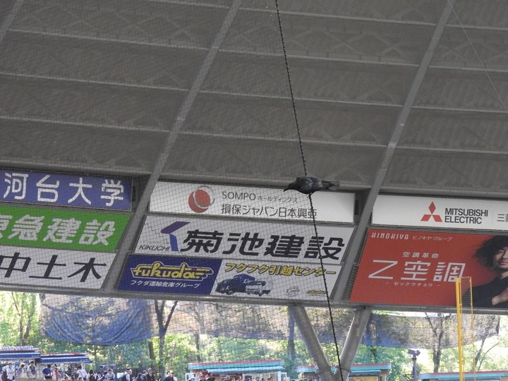 20180504神宮観戦39