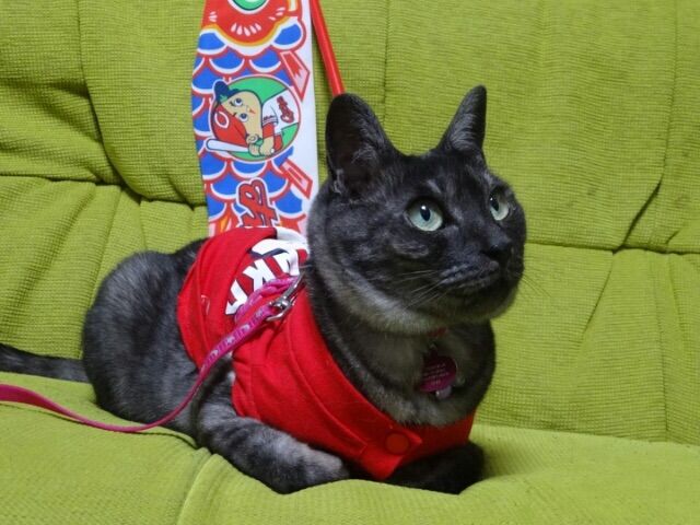 カープ猫3