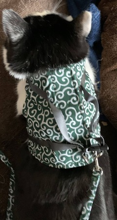 猫1