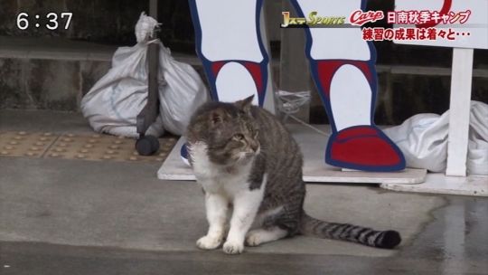 2014キャンプカープ猫2