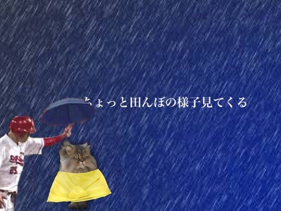 新井コラ傘8