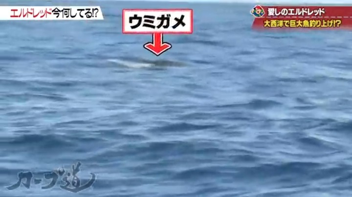 20190612カープ道エルドレッド10