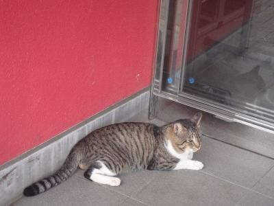 2014キャンプカープ猫4