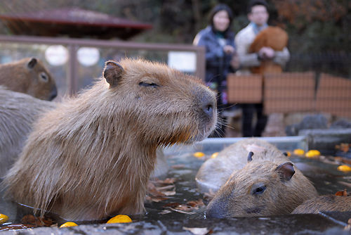 カピバラ