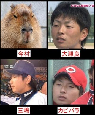 悲報 カープ一岡さん カピバラ三兄弟 をクビに 今村から戦力外通告 鯉速 広島東洋カープまとめブログ 悲報 カープ一岡さん カピバラ三兄弟 をクビに 今村から戦力外通告 鯉速 広島東洋カープまとめブログ