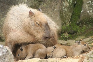 カピバラ伊豆シャボテン公園