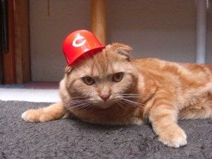 カープ猫2