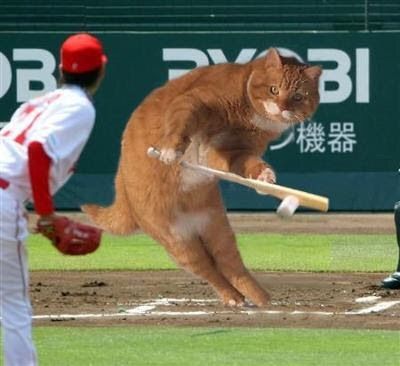 カープ猫4