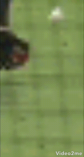 20211018阪神戦3誤審GIF