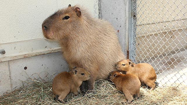 カピバラ伊豆シャボテン公園3