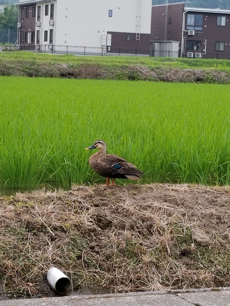 良いことが起きる前兆か こいスポ Staff Blog
