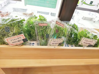 無農薬野菜