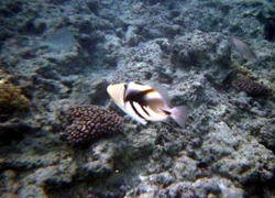 src_10336044