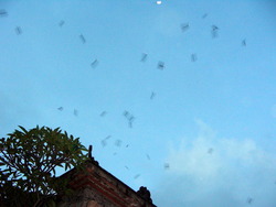 ¥Ð¥êÅ硦¥Þ¥«¥ª¡¦¥Û¥ó¥³¥ó¡¦¼î³¤ (266)