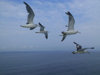 �ŷڳ������߷ʿ�