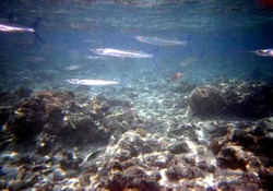 src_10336042
