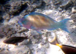 src_10336046