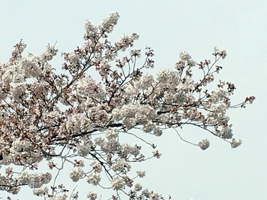 20170406_033614887_iOS
