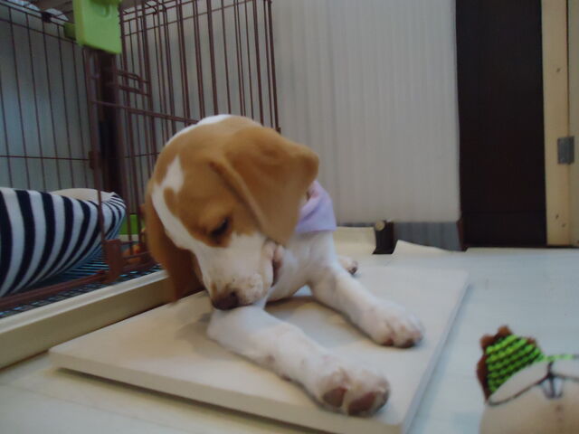 日々の暮らしを大切に みかんちゃんとの出会いがもうすぐ１年になります