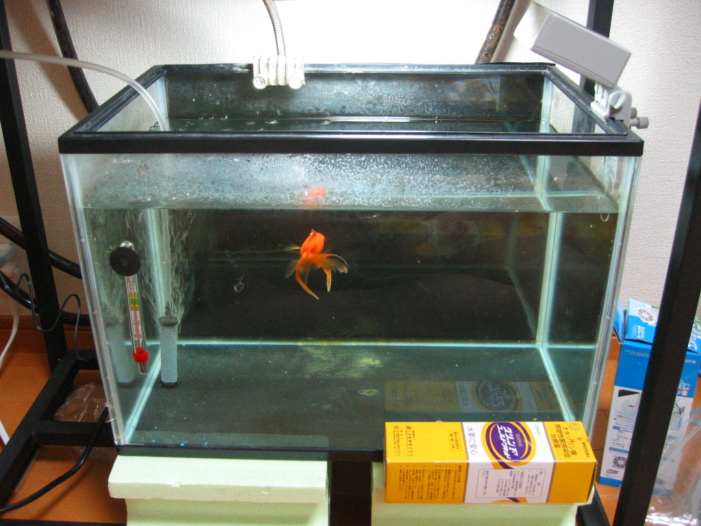 琉金の つばさ 隔離薬浴 ザリガニの飼育記録 シーズン２