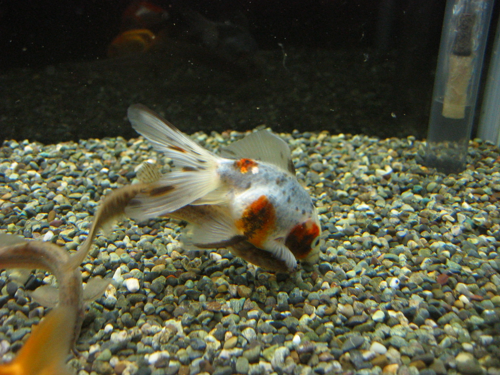 金魚水槽の面々 ザリガニの飼育記録 シーズン２