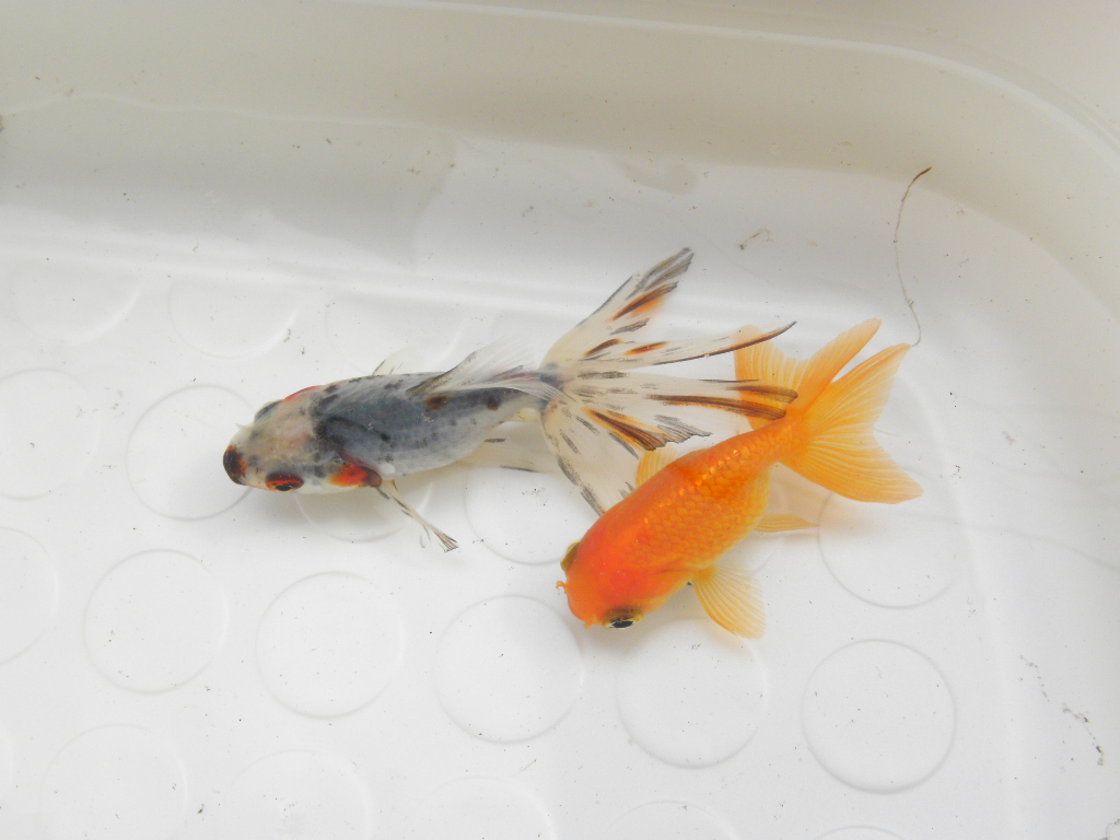 上見de金魚 ザリガニの飼育記録 シーズン２