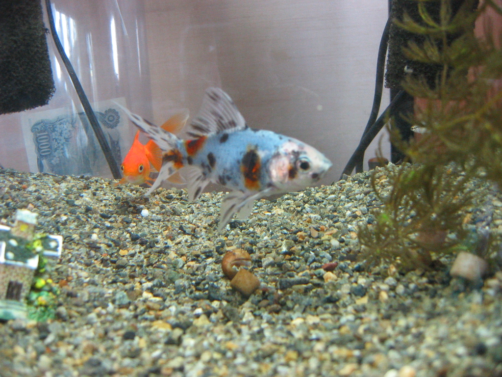 金魚水槽 ザリガニの飼育記録 シーズン２