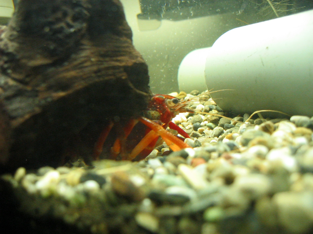 ザリ水槽の様子 ザリガニの飼育記録 シーズン２