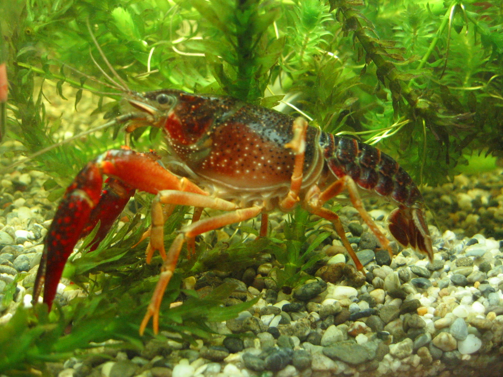 ザリガニの飼育記録 シーズン２