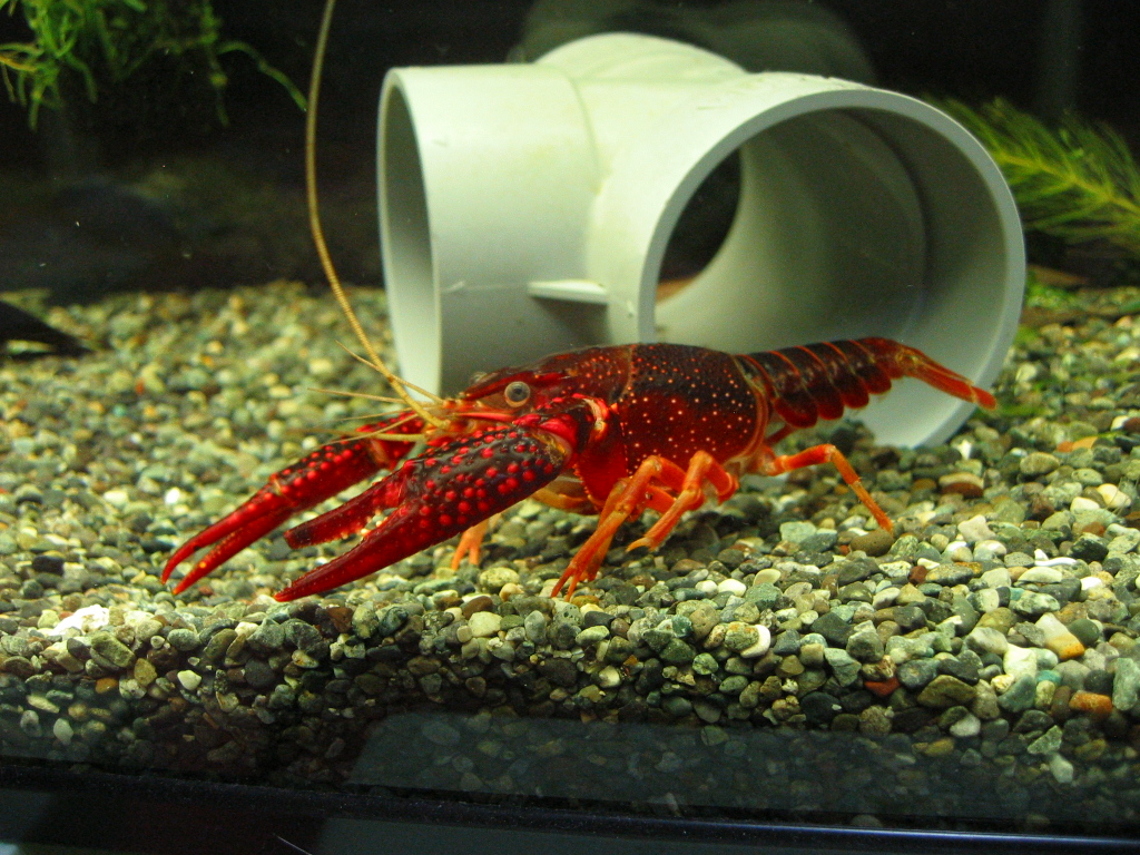 ザリガニの飼育記録 シーズン２ 隔離水槽には