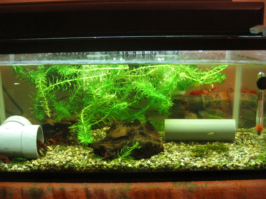 水換えして緑を取り入れて ザリガニの飼育記録 シーズン２