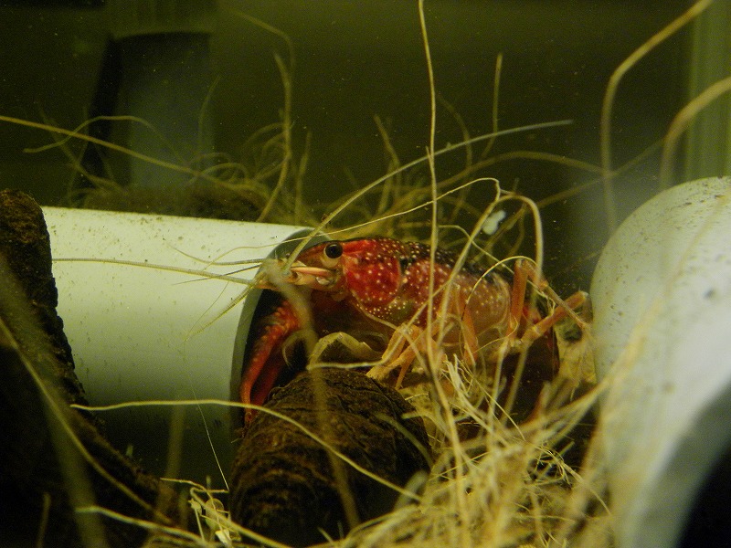ザリガニのおやつ ザリガニの飼育記録 シーズン2 ザリガニのおやつ ザリガニの飼育記録 シーズン2