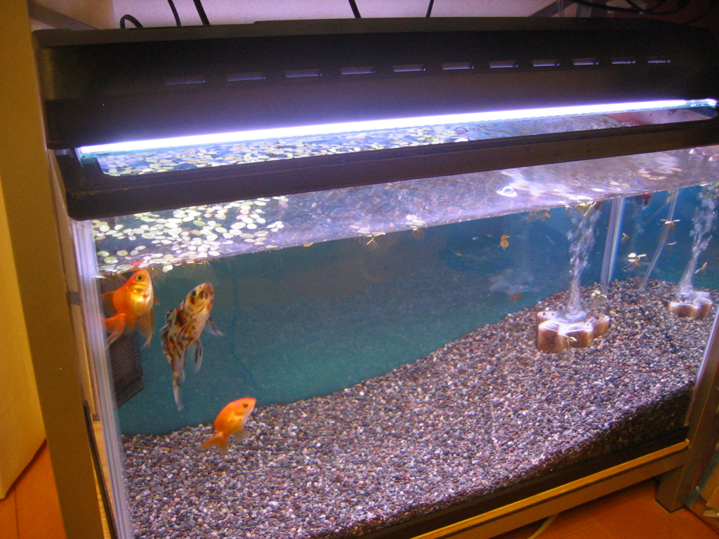 金魚水槽はパラダイス ザリガニの飼育記録 シーズン２