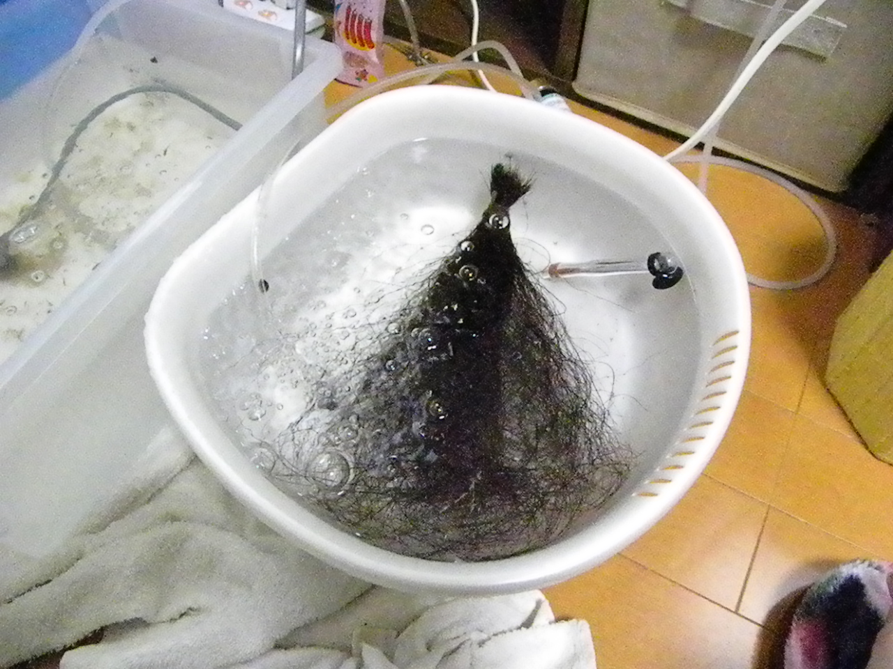 ザリガニの飼育記録 シーズン２