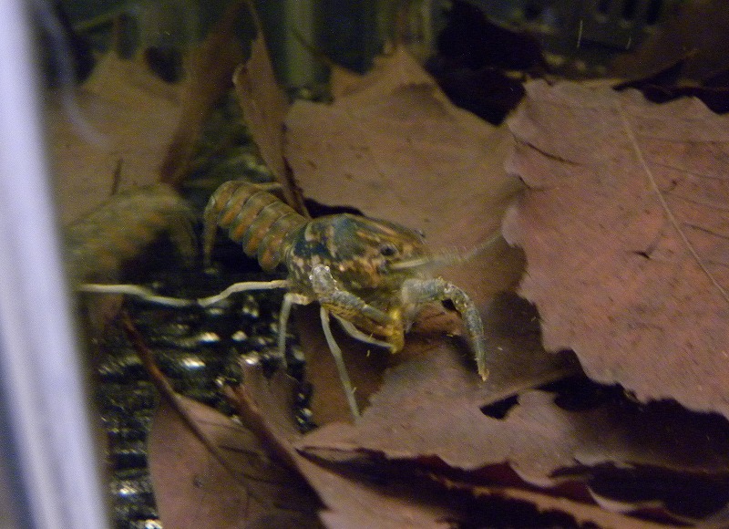 今日は手抜き ザリガニの飼育記録 シーズン２