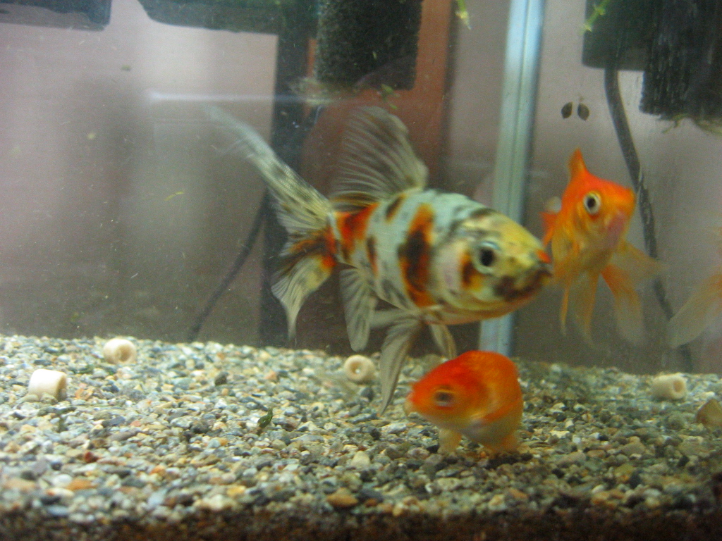 金魚水槽と外掛けフィルター ザリガニの飼育記録 シーズン２