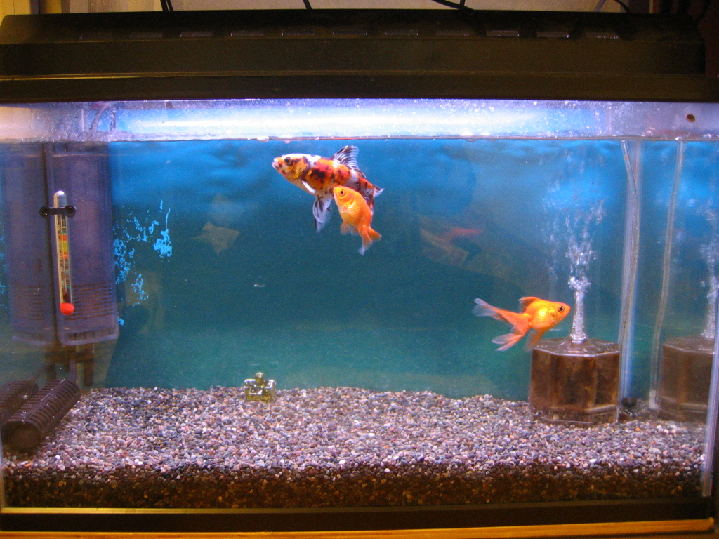 ザリガニの飼育記録 シーズン２