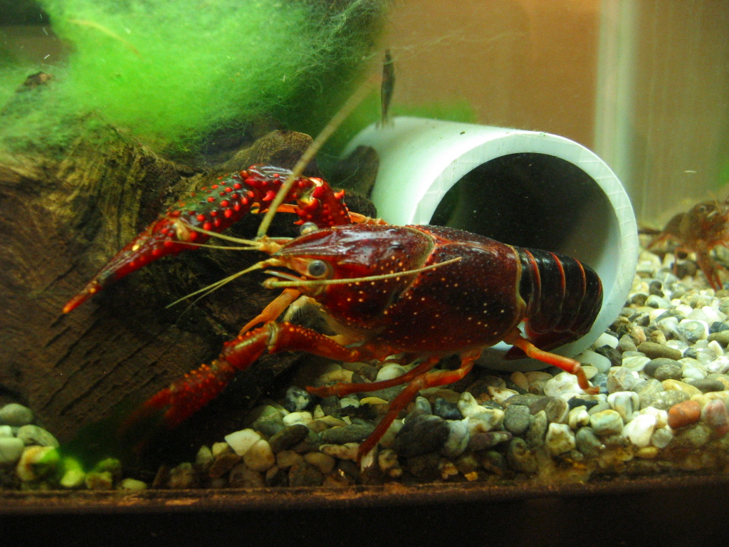 アオミドロ投入から1週間 ザリガニの飼育記録 シーズン２