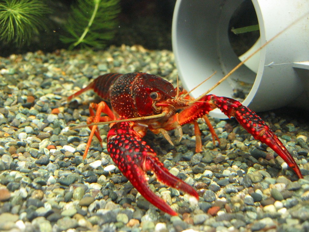 単独飼育deﾏﾀｰﾘ ザリガニの飼育記録 シーズン２