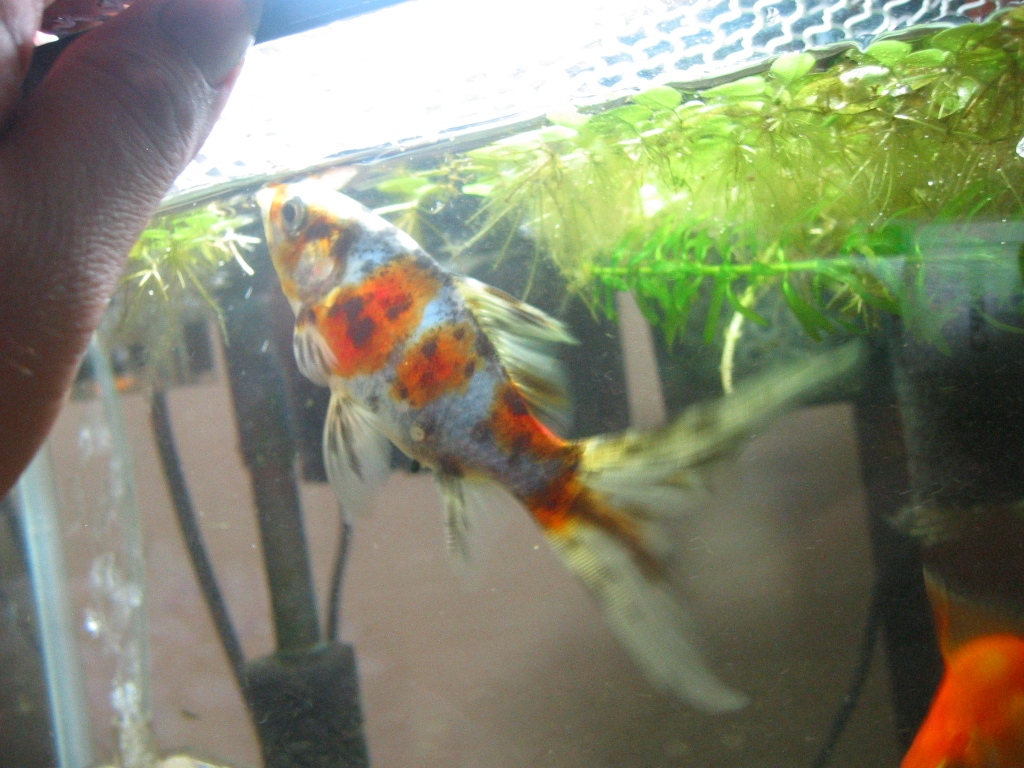 金魚水槽と外掛けフィルター ザリガニの飼育記録 シーズン２