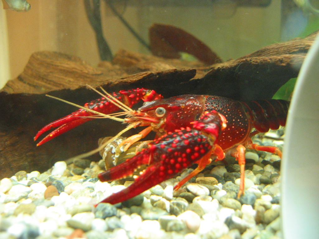 アオミドロ投入から1週間 ザリガニの飼育記録 シーズン２