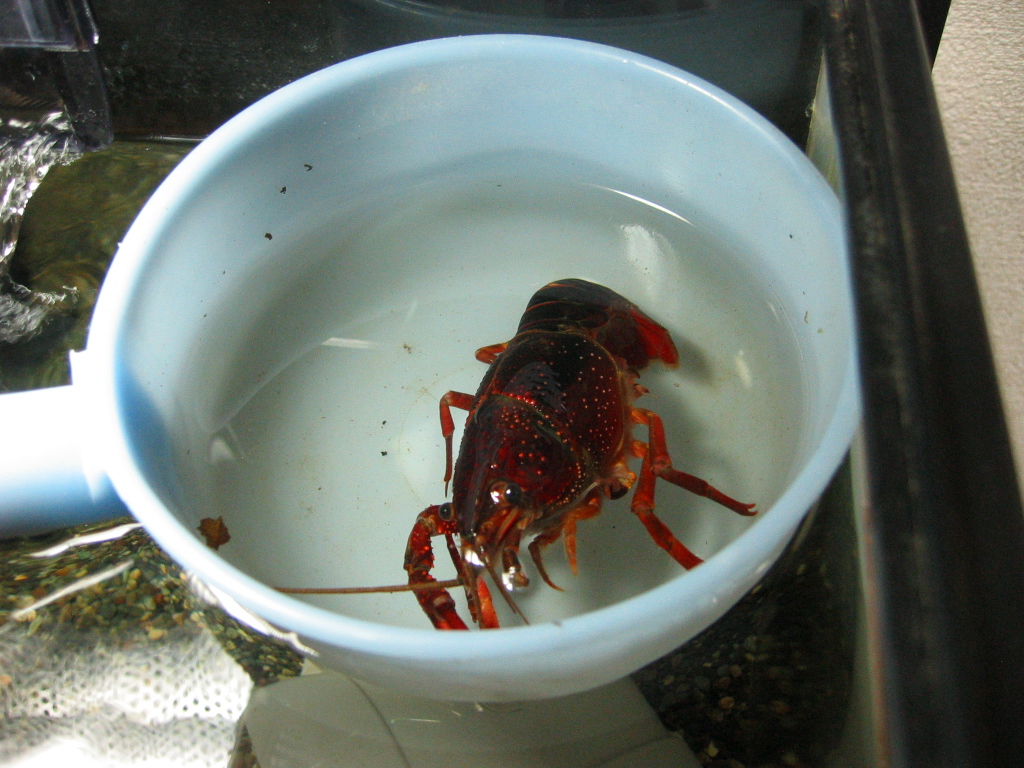 ザリ8号 お引越し ザリガニの飼育記録 シーズン２