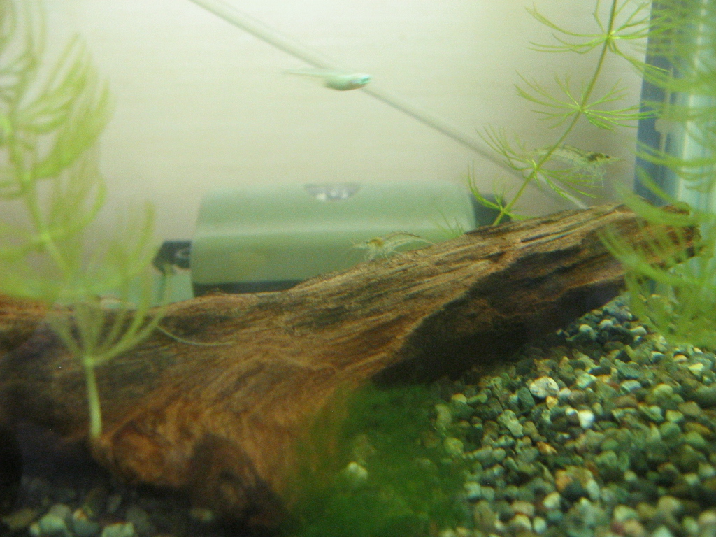 ミナミヌマエビの夏 ザリガニの飼育記録 シーズン２