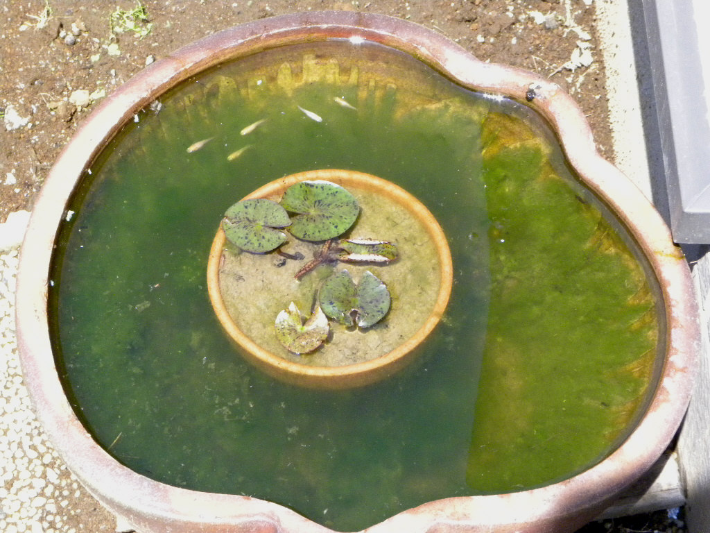 屋外メダカ 楊貴妃ヒカリ ザリガニの飼育記録 シーズン２