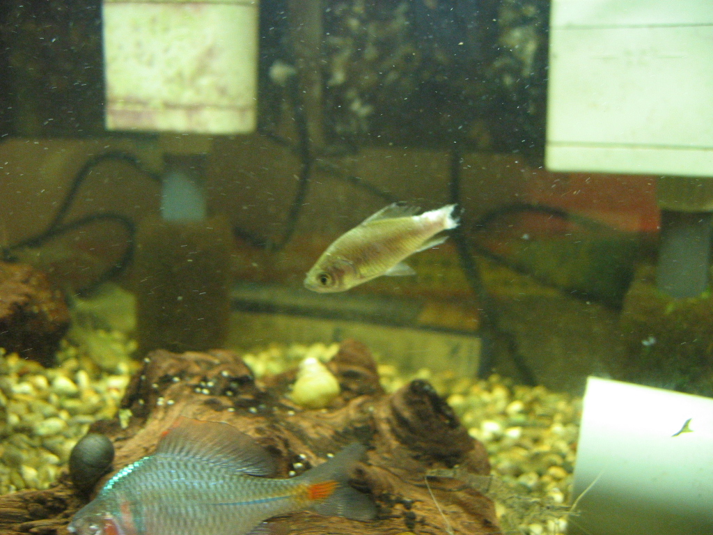 瀕死の魚たち ザリガニの飼育記録 シーズン２