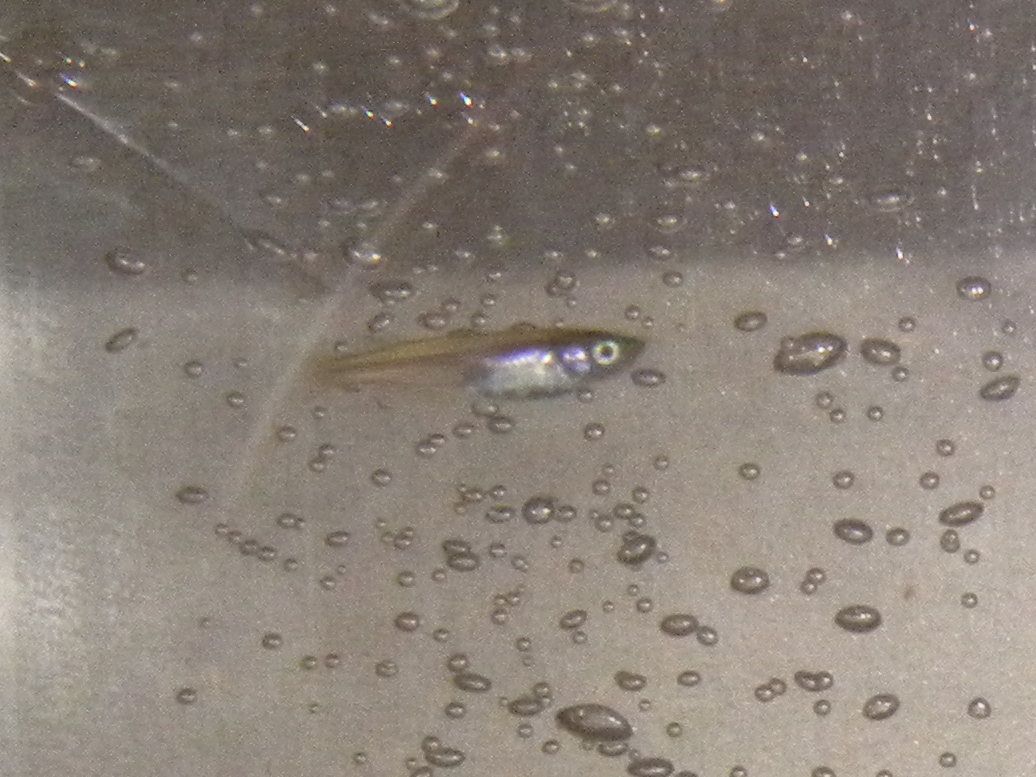黒メダカの稚魚 その後 ザリガニの飼育記録 シーズン２