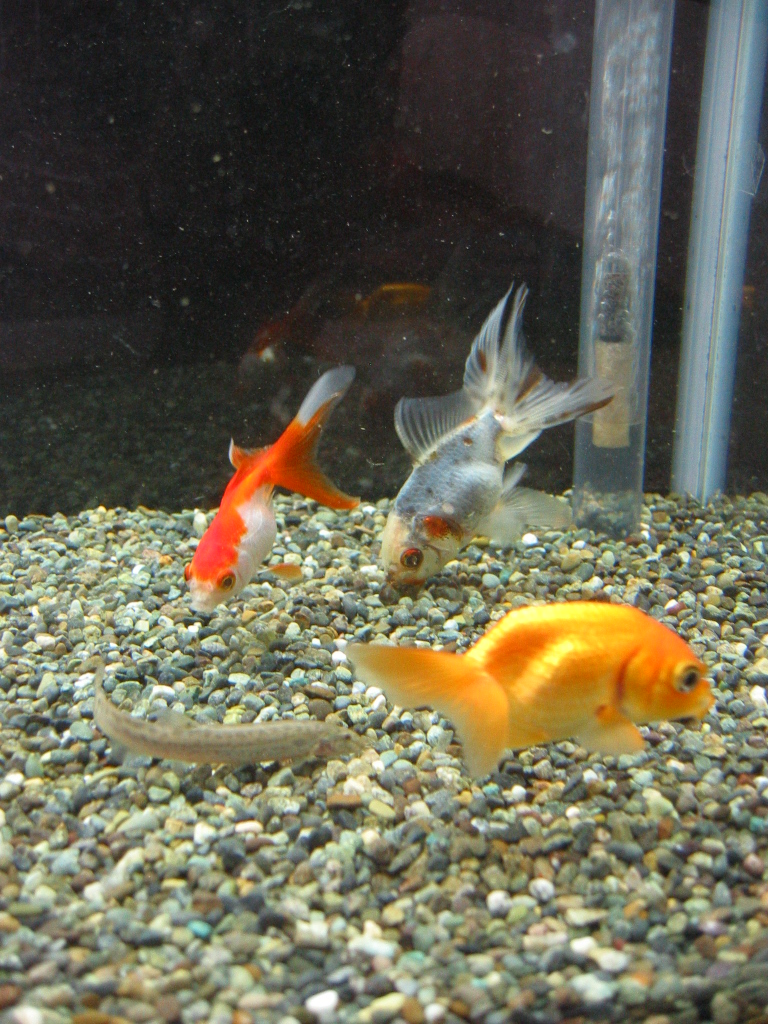 水換えday ザリガニの飼育記録 シーズン２